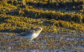 Erklärungen und länderranking zur lebensqualität. Neuseeland Mornellregenpfeifer Vogel An Scandrett Strand Auckland Neuseeland Wild Lebende Tiere Am Regionalen Park Stockfoto Bild Von Regional Park 97325776