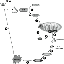 The functions of the other proteins encoded by. Exposure To The Viral By Product Dsrna Or Coxsackievirus B5 Triggers Pancreatic Beta Cell Apoptosis Via A Bim Mcl 1 Imbalance