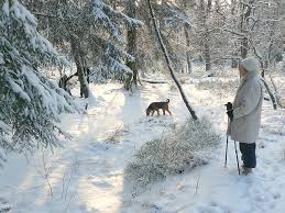 Image result for winter scenes