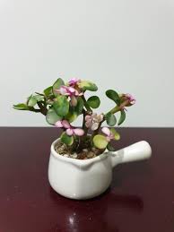 Succulents store water in their leaves, stems, or roots. Mini Pink Jade Plant Pot Furniture Home Living Gardening Plants Seeds On Carousell