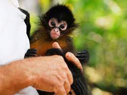 What Animals Are In Costa Rica Costa Rica Wildlife Spider Monkey Animal Rescue Center