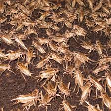 Typically, 1 kg of live animal weight in a typical united states production system requires the following amount of feed: 1 8 Crickets East Coast Exotics