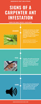 Most ants are shiny and smaller. Signs Of Carpenter Ants Carpenter Ant Ant Infestation Carpenter Ant Damage