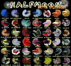 So Many Pretty Fishies With Such Pretty Colors Ikan Tropis Ikan Akuarium Ikan Eksotis