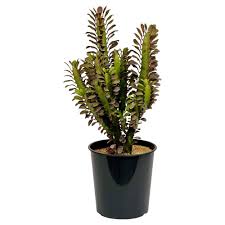 Image result for Euphorbia rubriflora