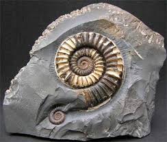 Scientists have identified more than 10,000 ammonite species, such as arnioceras. 200 Ammonites Ideas Ammonite Fossils Fossil