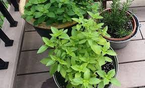 Hasil gambar untuk daun kemangi