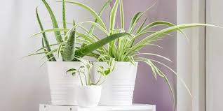 Linen fresh fragrance for air purifiers (100ml). Plants For Your Home Garden That Will Keep The Air Fresh N Clean