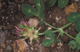 Image result for Trifolium spumosum