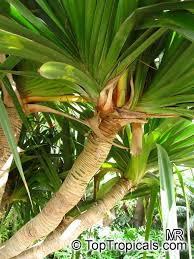 Image result for Pandanus utilis