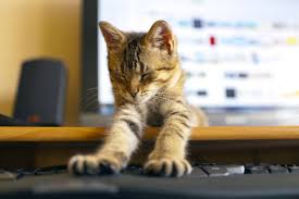 Learn more about ames animal shelter in ames, ia, and search the available pets they have up for adoption on petfinder. Shelter In Ames Iowa Is Letting Offices Adopt An Office Cat To Decrease Stress I Can Has Cheezburger