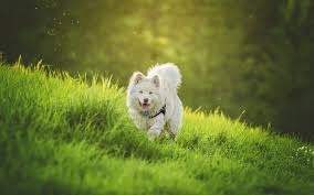 Indir Duvar Kagidi Samoyed Sirin Beyaz Kopek Yesil Cim Evcil Kopek Cinsleri Beyaz Tuylu Kopek Evcil Hayvan Gun Batimi Aksam Masaustu Icin Ucretsiz Bedava Duvar Kagitlari