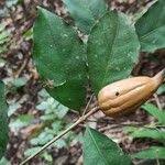 Image result for Rothmannia manganjae