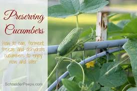 Maybe you would like to learn more about one of these? Four Ways Of Preserving Cucumbers Schneiderpeeps