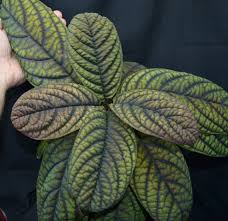 Image result for Ardisia staudtii