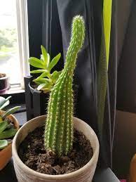 Overwatering can lead to root. So I Bought This Deflated Cactus At Home Depot Thinking I Can Save Him But He Keeps Deflating What Do I Do To Save Him Please Help Botany