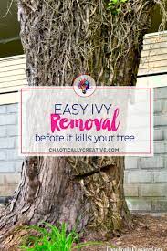 When tackling large areas of ivy, lay down plastic insulation sheets, cover them with compost to smother the ivy, and leave the area covered for at least a year. Removing Ivy From Trees Easier Than You Think Chaotically Creative