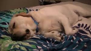 Why are they breathing fast? Why Is My Dog Breathing Fast While Sleeping