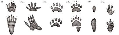 36 Most Common Animal Tracks Identification Guide For Usa