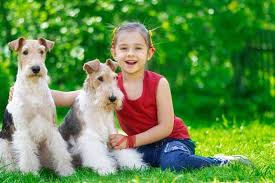 Terriers are not a breed of dog, but rather a group of closely related dog breeds. Wire Fox Terrier Temperament Quick Bold Fearless Can You Handle It