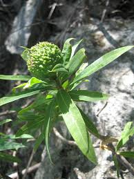 Image result for Gaertnera