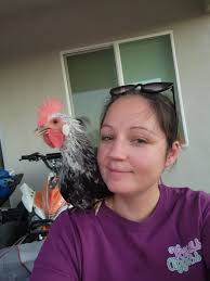 Loving rooster protects his hen