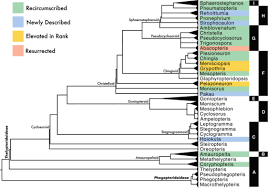 Image result for Amauropelta bergiana