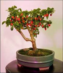 Paprika Bonsai From Finland Pfefferpflanze Bonsai Bonsai Baum