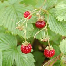 Bodendecker Walderdbeeren Stauden Und Straucher Pflanzen Straucher Pflanzen Bodendecker Stauden
