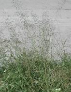 Image result for Eragrostis tenuifolia