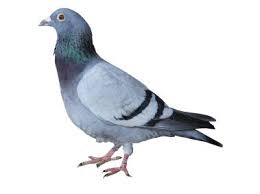 Pigeon Animal Categories Animals Png Images