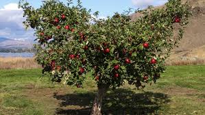 Their daughter (kristina) started at the nursery in the summer of 2010 to learn. New Cosmic Crisp Apple Hits Stores After Years Development