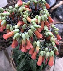 Kalanchoe Lucky Bells Max Vandaag