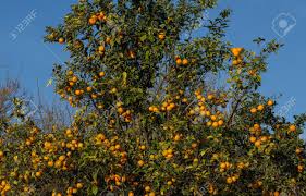 Der oragenbaum und die biene .so mußte das liebespaar orangenbaum und biene bleiben, bis eines tages eine prinzessin in jenem walde lustwandelte. Wilder Orangenbaum Mit Fruchten Citrus Aurantiumen Bittere Orange Hintergrund Des Blauen Himmels Lizenzfreie Fotos Bilder Und Stock Fotografie Image 70269795