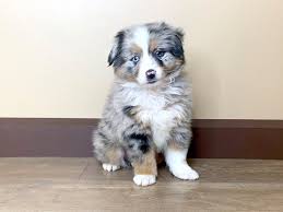 First heartworm and flea and tick prevention at 8 weeks Miniature Australian Shepherd Dog Male Blue Merle 2612500 Petland Fairfield