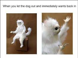 70 Most Hilarious White Cat Meme Funny White Cat Images White Cat Meme Cat Memes Glee Memes