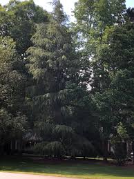 We did not find results for: Cedrus Deodara Deodar Cedar Himalayan Cedar North Carolina Extension Gardener Plant Toolbox