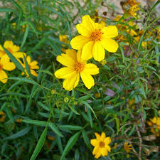 Image result for tagetes)