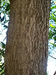 Image result for Acacia auriculiformis