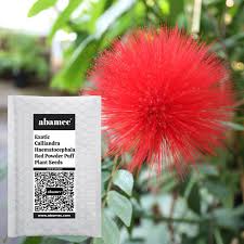Image result for Calliandra haematocephala