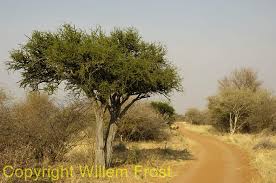 Image result for Boscia foetida