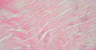 Dense Regular Connective Tissue Tissue Biology Tissue Loose Connective Tissue
