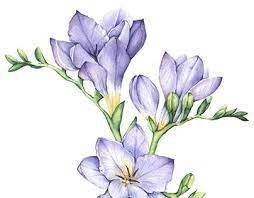 Freesia Watercolour Painting Pinterest Google Search Flower Drawing Watercolor Flowers Flower Art