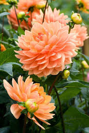 Most beautiful flowers name list. Most Beautiful Flowers In The World With Pictures Top 20