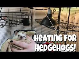 4 Hedgehog Care Heat Setup Ceramic Heat Emitter Heat Alternatives Youtube Hedgehog Care Hedgehog Cage Hedgehog Pet