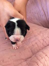 Find boston terrier in dogs & puppies for rehoming | 🐶 find dogs and puppies locally for sale or adoption in canada : Boston Terrier Puppies For Sale Baytown Tx 209327