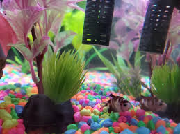 About a 2 inch body length so he. Hello I Have A Koi Betta Fish And When I Got It It Use To Eat All The Time Now It Has Stop Eating For A Week Almost It Is Bloated And