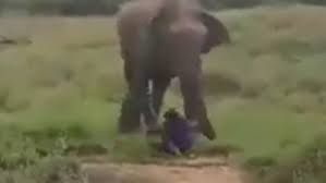 We did not find results for: Video Man Is Trampled To Death After Trying To Hypnotise Elephant Daily Mail Online