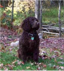 English cocker spaniels came to america during the late 19th century, but americans preferred a slightly smaller version of the dog for hunting small game. Category American Water Spaniel Wikimedia Commons