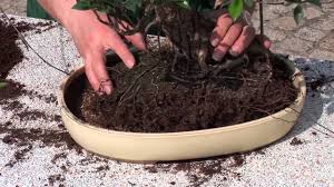 Bonsai Umtopfen Wie Wird S Gemacht Youtube